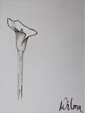 B/W Flower Series 1 by Wilma Seston, Painting, Mixed Media on Canvas