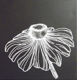 B/W Flower Series 2a by Wilma Seston, Drawing, Acrylic on canvas