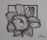 B/W Flower Series 3 by Wilma Seston, Painting, Ink on Paper