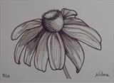 B/W Flower Series 4 by Wilma Seston, Drawing, Pen on Paper