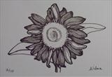 B/W Flower Series 8 by Wilma Seston, Drawing, Pen on Paper